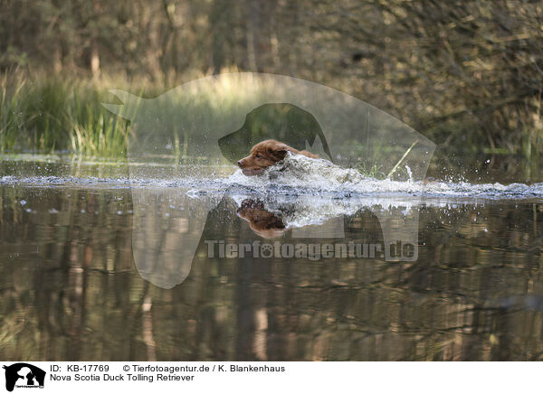Nova Scotia Duck Tolling Retriever / KB-17769