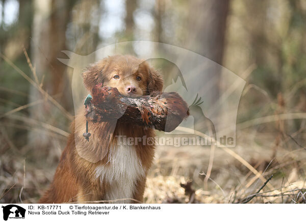 Nova Scotia Duck Tolling Retriever / Nova Scotia Duck Tolling Retriever / KB-17771