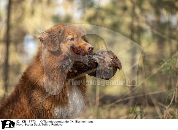 Nova Scotia Duck Tolling Retriever / Nova Scotia Duck Tolling Retriever / KB-17773