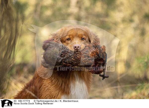 Nova Scotia Duck Tolling Retriever / Nova Scotia Duck Tolling Retriever / KB-17774