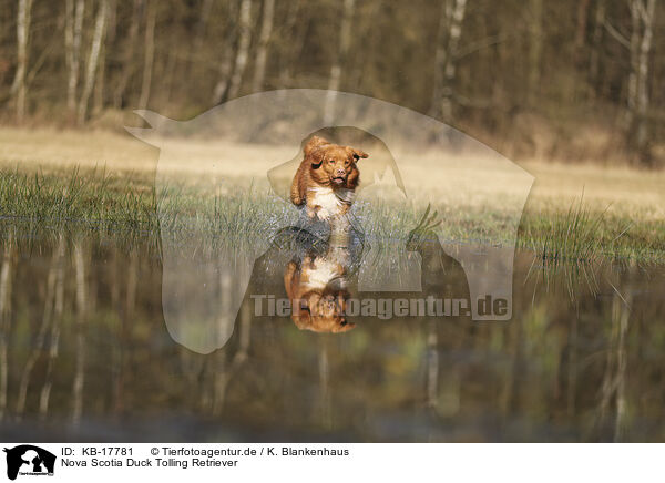 Nova Scotia Duck Tolling Retriever / KB-17781