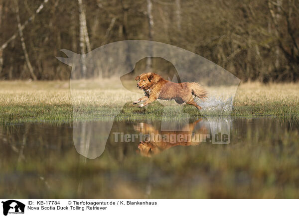 Nova Scotia Duck Tolling Retriever / Nova Scotia Duck Tolling Retriever / KB-17784