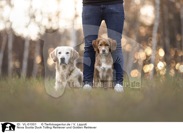 Nova Scotia Duck Tolling Retriever und Golden Retriever / Nova Scotia Duck Tolling Retriever and Golden Retriever / VL-01001