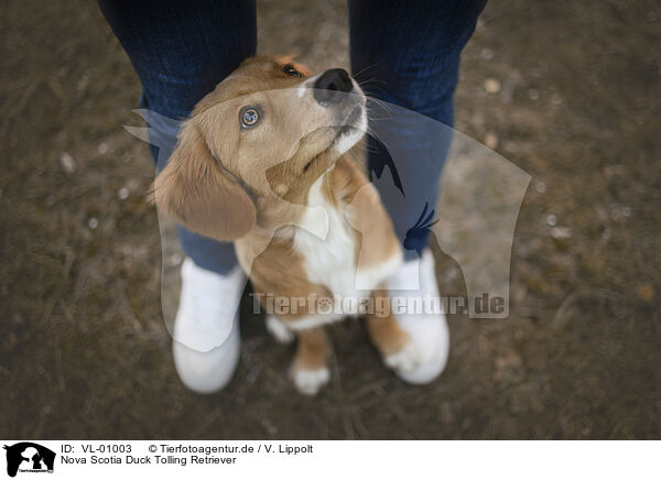 Nova Scotia Duck Tolling Retriever / Nova Scotia Duck Tolling Retriever / VL-01003