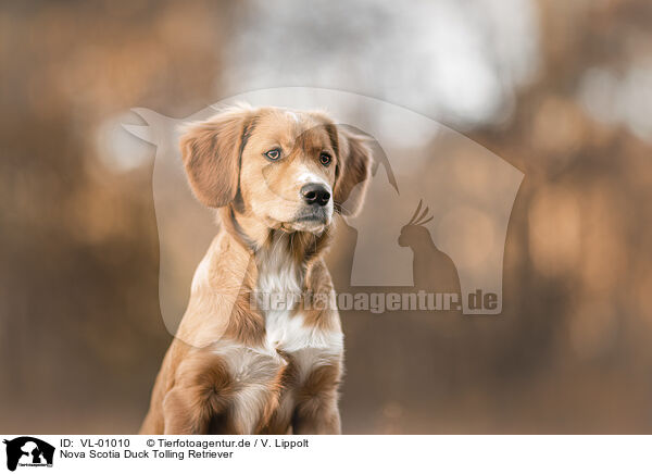 Nova Scotia Duck Tolling Retriever / Nova Scotia Duck Tolling Retriever / VL-01010