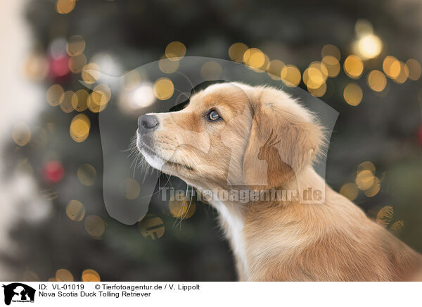 Nova Scotia Duck Tolling Retriever / Nova Scotia Duck Tolling Retriever / VL-01019