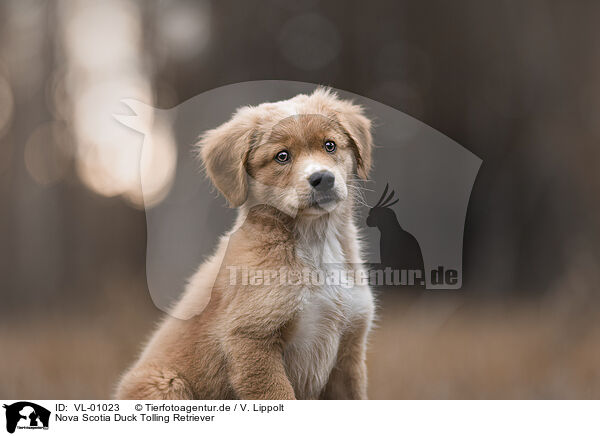 Nova Scotia Duck Tolling Retriever / Nova Scotia Duck Tolling Retriever / VL-01023