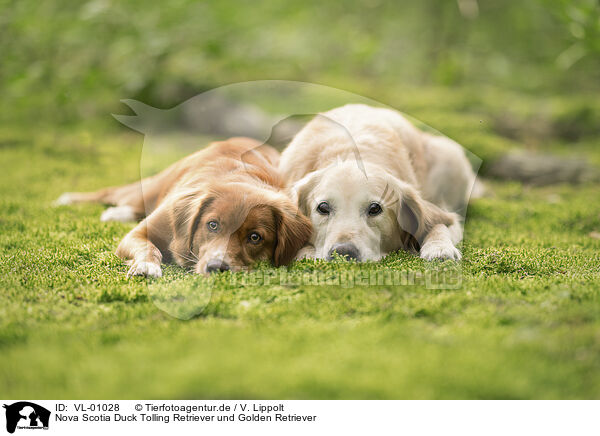 Nova Scotia Duck Tolling Retriever und Golden Retriever / Nova Scotia Duck Tolling Retriever and Golden Retriever / VL-01028