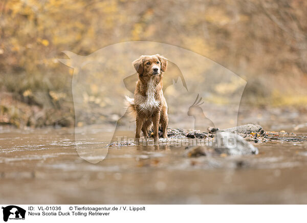 Nova Scotia Duck Tolling Retriever / Nova Scotia Duck Tolling Retriever / VL-01036