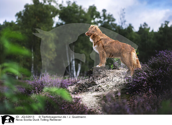 Nova Scotia Duck Tolling Retriever / Nova Scotia Duck Tolling Retriever / JQ-02613