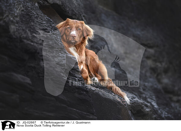 Nova Scotia Duck Tolling Retriever / Nova Scotia Duck Tolling Retriever / JQ-02667