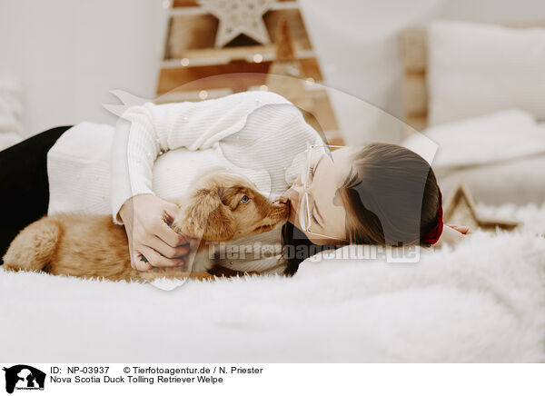 Nova Scotia Duck Tolling Retriever Welpe / Nova Scotia Duck Tolling Retriever Puppy / NP-03937