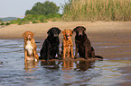 Labrador Retriever und Nova Scotia Duck Tolling Retriever