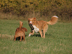 spielende Nova Scotia Duck Tolling Retriever