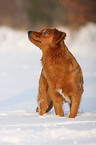 Nova Scotia Duck Tolling Retriever