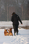 Gassi mit Nova Scotia Duck Tolling Retriever