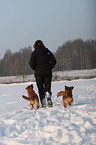 Gassi mit Nova Scotia Duck Tolling Retriever