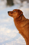 Nova Scotia Duck Tolling Retriever Portrait