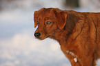 Nova Scotia Duck Tolling Retriever Portrait