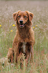 Nova Scotia Duck Tolling Retriever