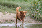 badender Nova Scotia Duck Tolling Retriever