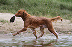 apportierender Nova Scotia Duck Tolling Retriever