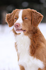 Nova Scotia Duck Tolling Retriever Portrait