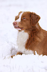 Nova Scotia Duck Tolling Retriever