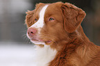 Nova Scotia Duck Tolling Retriever Portrait