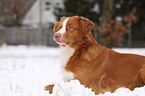 Nova Scotia Duck Tolling Retriever