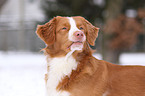 Nova Scotia Duck Tolling Retriever Portrait