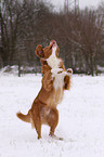 Nova Scotia Duck Tolling Retriever