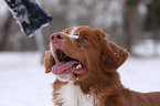 Nova Scotia Duck Tolling Retriever Portrait