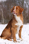 Nova Scotia Duck Tolling Retriever