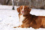 Nova Scotia Duck Tolling Retriever