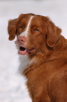 Nova Scotia Duck Tolling Retriever Portrait