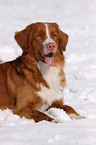 Nova Scotia Duck Tolling Retriever