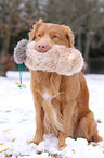 Nova Scotia Duck Tolling Retriever