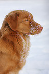 Nova Scotia Duck Tolling Retriever Portrait