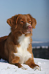 Nova Scotia Duck Tolling Retriever