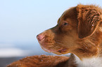 Nova Scotia Duck Tolling Retriever