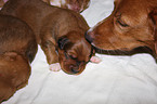 Nova Scotia Duck Tolling Retriever