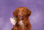 Nova Scotia Duck Tolling Retriever Portrait