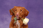 Nova Scotia Duck Tolling Retriever Portrait