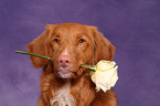 Nova Scotia Duck Tolling Retriever Portrait