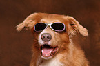 Nova Scotia Duck Tolling Retriever Portrait