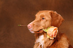 Nova Scotia Duck Tolling Retriever Portrait