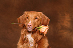 Nova Scotia Duck Tolling Retriever Portrait