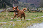 spielender Nova Scotia Duck Tolling Retriever