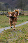 spielender Nova Scotia Duck Tolling Retriever